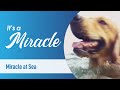 Episode 4, Season 3, It's a Miracle - Winds Bring an Angel; Miracle on Flight 1815; Dog Overboard