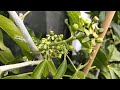 White sapote monthly update grafted mcdill is producing even more flower buds 