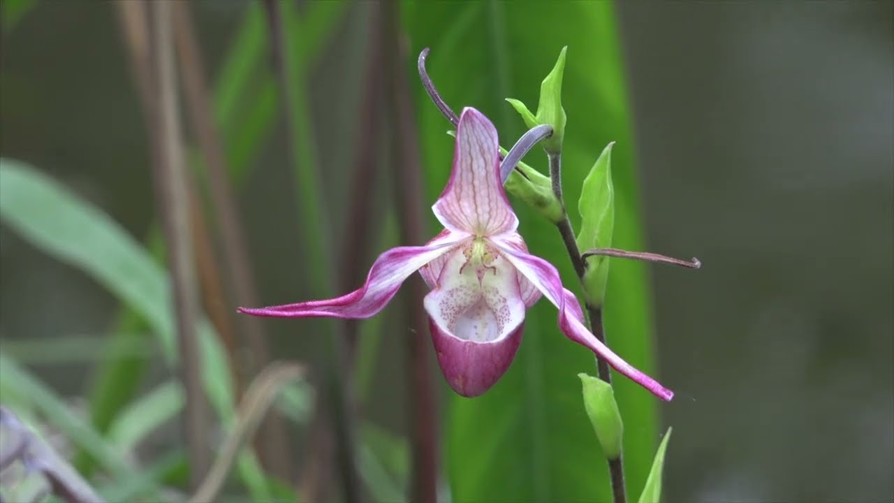 Mille et une orchidées 2018 à Paris