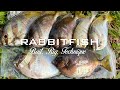 Rabbitfish Season Fishing -  What Rig I use?