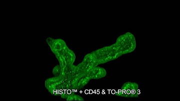 Visikol HISTO - Placenta - CD45 and TOPRO1