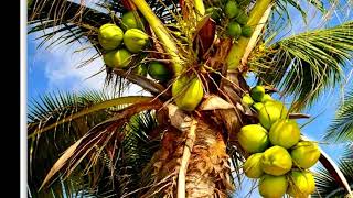 Mazora En Direct Un Tube De Lensemble Weber Sicot Circa 1962 Enregistré Au Don Petro Night Club.