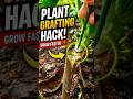 1 Cut = New Plant 😱 Grafting Secret Revealed! #shorts, #ytshorts, #plantgrafting, #gardening, #plant