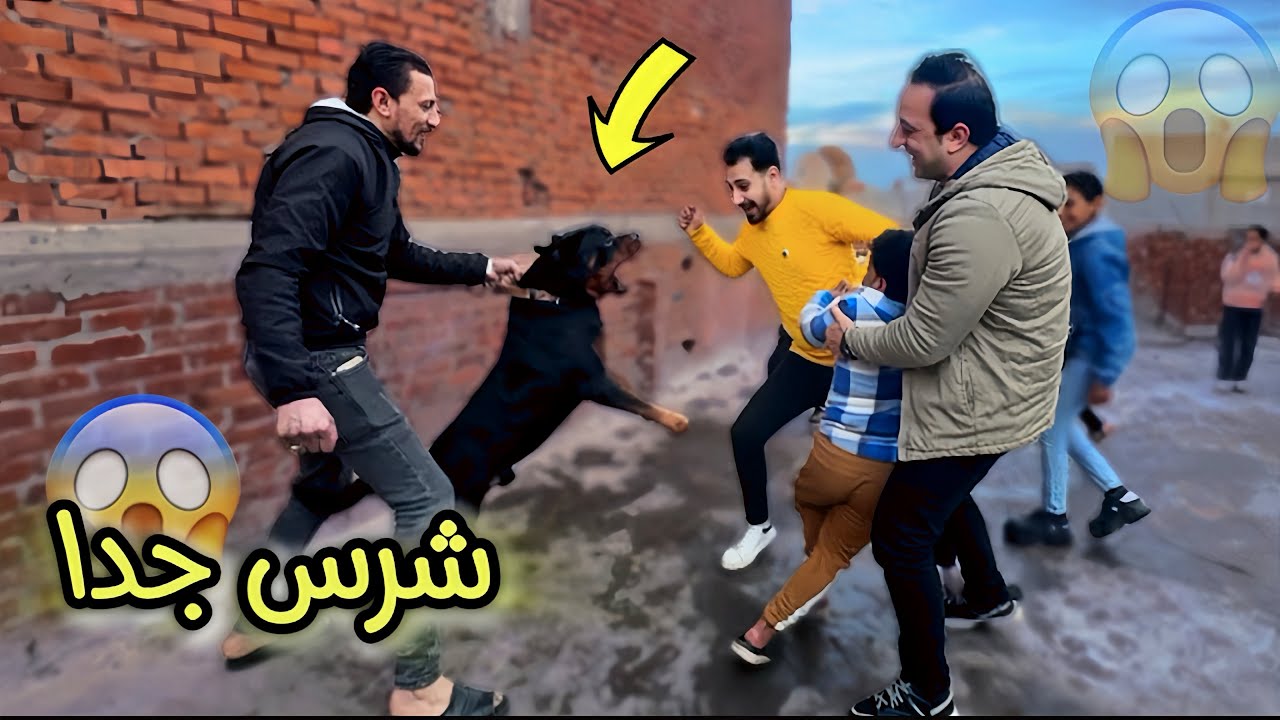 كنت بشتري كلب رود ويلر بس شرس شراسه غير طبيعيه 😱