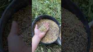 Small scale Silage￼ test