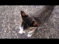 出先で発見！人懐っこい子猫ちゃん♥　追いかけてくる&テシテシ&ナメナメ【リキちゃんねる　猫動画】