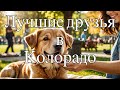 Клорадо Dog friendly штат