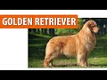 Бидний Голден ретривер | Golden retriever | Нохойн үүлдэр №02