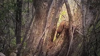This Woodchuck Climbs TREES!  What for