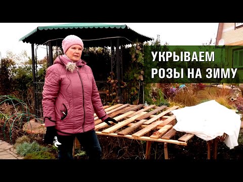 Video: Kada I Kako Pokriti Ruže Za Zimu U Sibiru