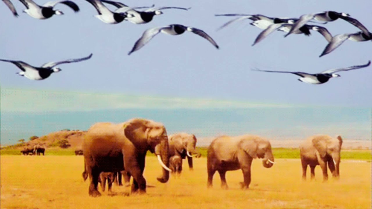 Fondos con Elefantes y patos palomas en C, STO, domingo de silos ALCALA LA REAL 11/01/2026