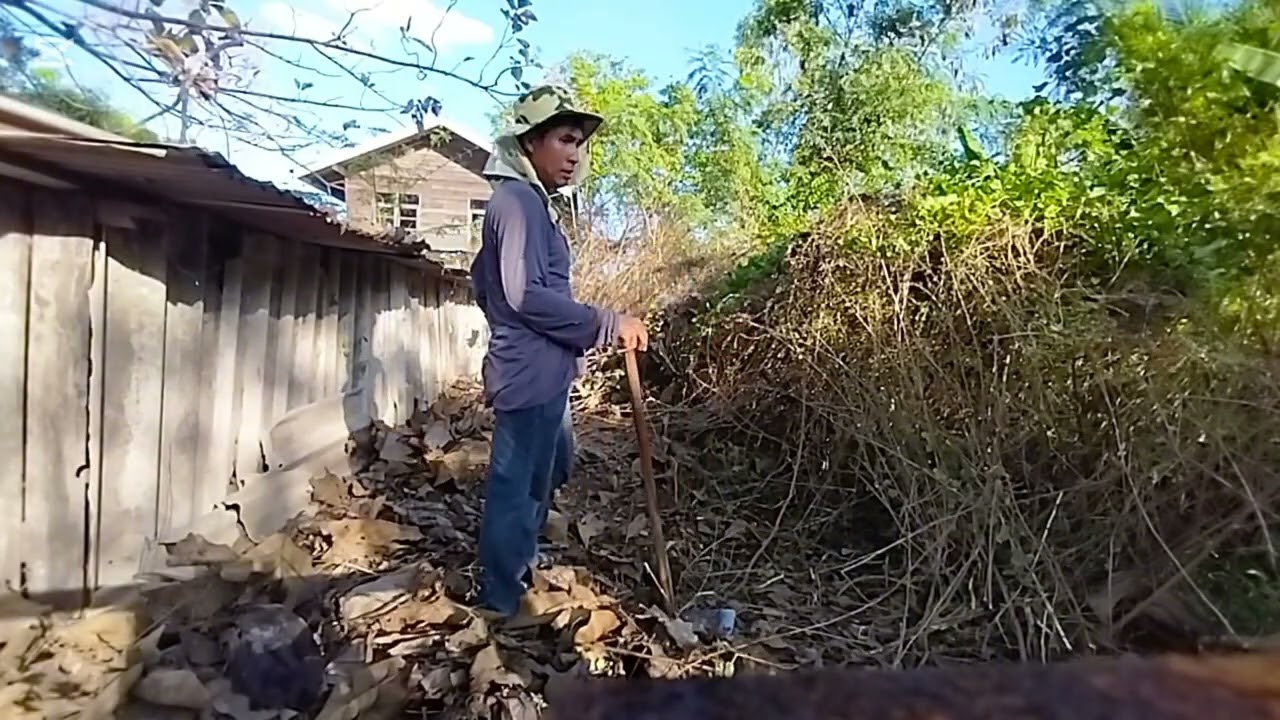 #เตรียมพื้นที่ไว้ลงกระชายในช่วงหน้าฝน