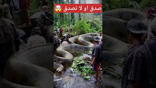 أكبر أنواع الأفاعي على وجه الأرض 😰#shorts #shortvideo #snake