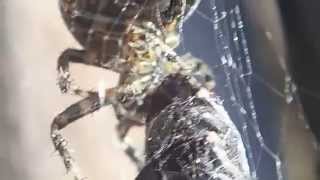 How spiders catch and eat prey (Araneus) || Wie Spinnen Beute fangen und fressen (Kreuzspinnen)