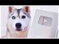 Dog Unboxes Silver Play Button (and nearly DESTROYS it!)