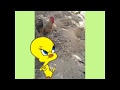 أنا الفرخة واحنا الكتاكيت المكان المفضل لعودة