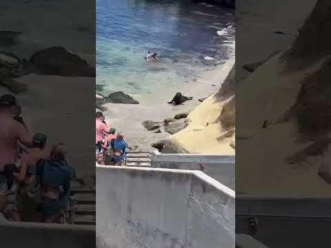 US-CA: Beachgoers Flee as Two Sea Lions Storm Through Crowd