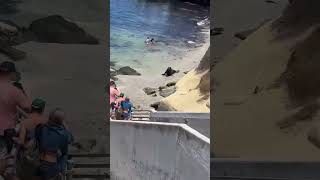 US-CA: Beachgoers Flee as Two Sea Lions Storm Through Crowd