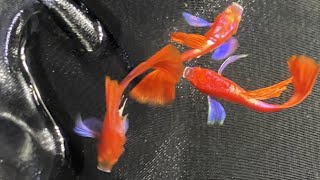 Albino Full Red Blue Ear Guppy Fish