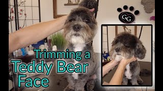 Trimming a Teddy Bear Face - Gina's Grooming