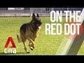 CNA | On The Red Dot | S8 E31: Our lives with dogs - Paws that work