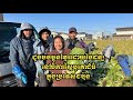 ចំការស្ពៃបូគោដ៏ធំល្វឹងល្វើយនៅប្រទេសជប៉ុន | Long cabbage farms in Japan
