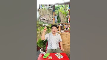 Hàng rào cây mì ngày 1 vs ngày 10 #comtuoitho #GameTroVeTuoiTho #trovetuoitho