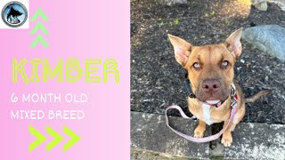 Kimber | 6 Month Old Mixed Breed | 14 Day Advanced Training Journey | Leash Manners | Recall |