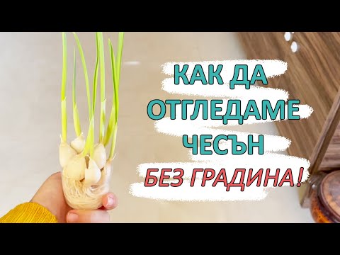 Видео: Отглеждане на горчица: Как да засадите горчица