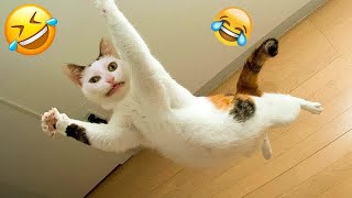 Funny ANIMALS videos😊Funniest CATS😺 and DOGS🐶 2024