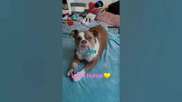 Lyla"s Home