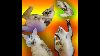 Mengedit Background Foto Yang Punya Bulu jadi Bagus- Edit Foto Kucing ada musik - CHANNEL MENDIDIK screenshot 1