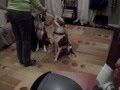 Fun Dog Training with sit-stay-play Fun Dog Training with sit-stay-play