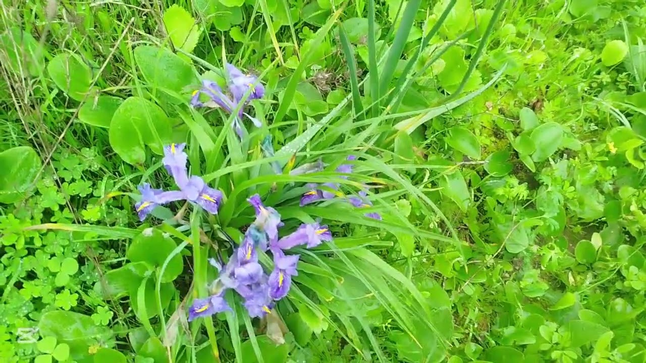 رحلة ف هاد طبيعة ما شاء الله و خذيت معايا رفيسة لغذا 