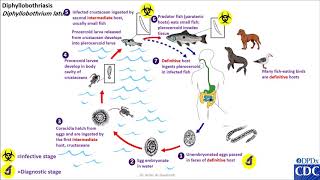 Diphyllobothrium Latum Life Cycle