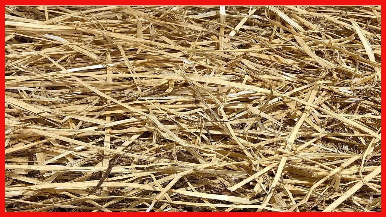 AA Plus Shop 100% Natural Wheat Straw Grass, Animal Bedding and Farm Wheat Straw (4LB)