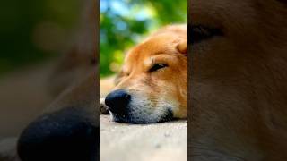 Why Dogs Handle Cold Better Than Heat | Dog Facts #facts #animals #dog #wildlife #pets #animalfacts