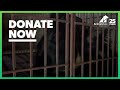Two Moon Bears Trapped On Bile Farm For 18 Years | Animals Asia