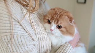 Лучшие породы кошек для квартир