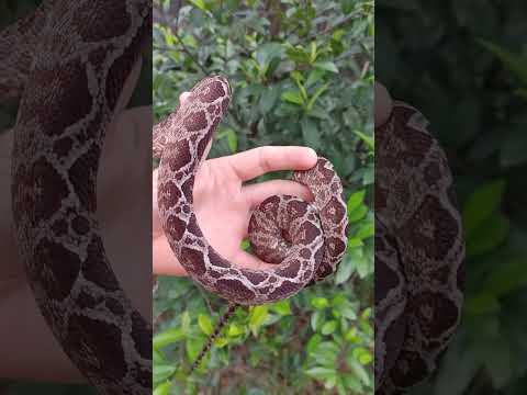 How to handle an Amazon Tree Boa