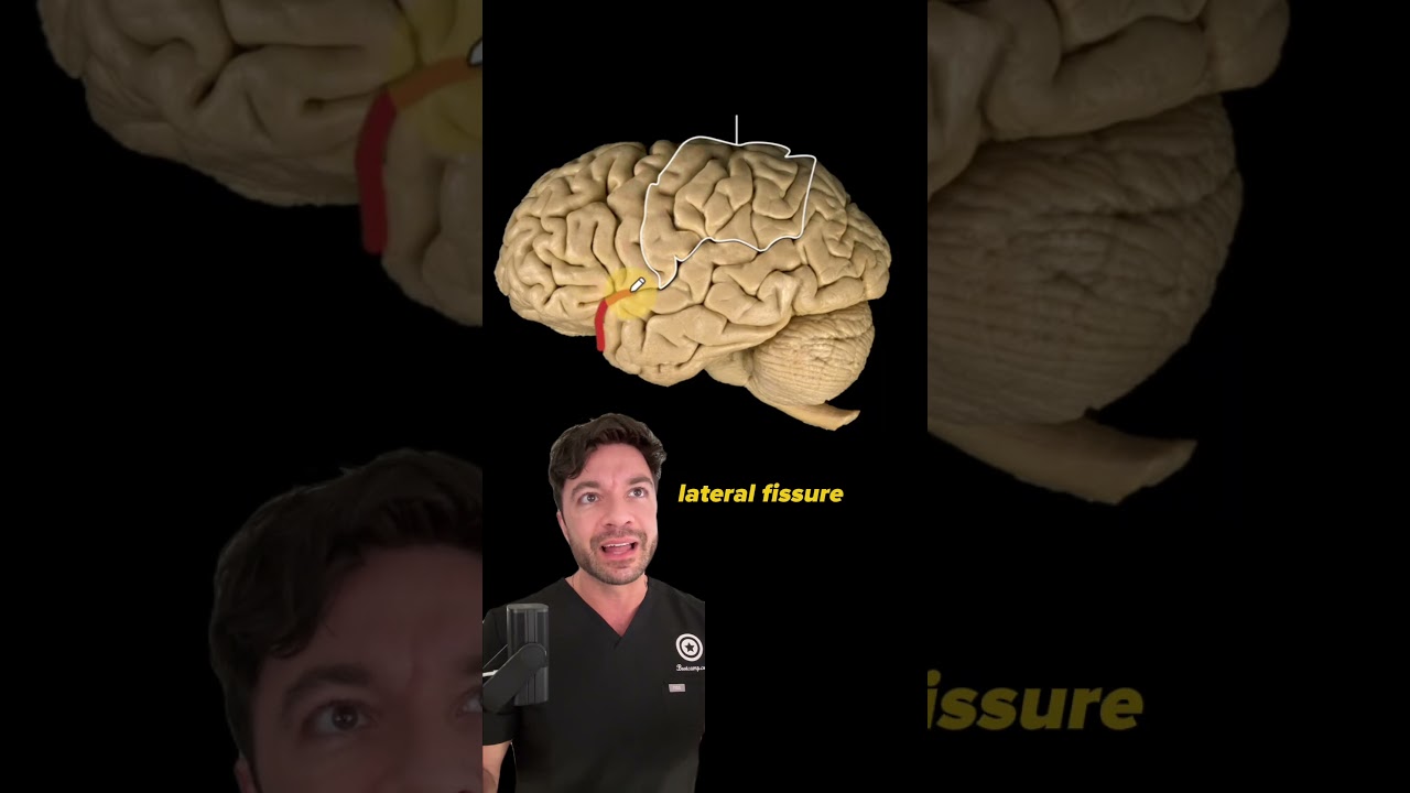 Anatomy of the Brain - Lateral Perspective | Can you identify this structure? | Med School Bootcamp