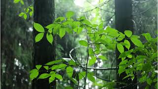 Drizzle of Tranquility: A Gentle Rain for the Soul