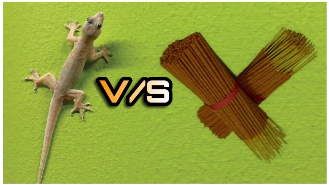 Lizard Experiment lizard V/S agarbatti || छिपकली V/S अगरबत्ती SN EXPERIMENT || SN ...