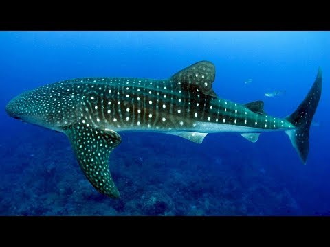 Let's go swimming with whale sharks in Donsol, Philippines