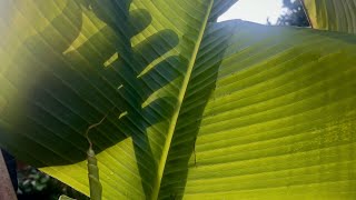 April tour of my small Uk tropical style garden. New plants and new growth!