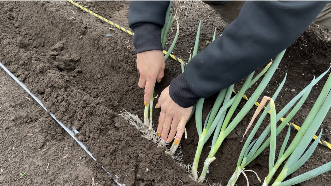 ネギ栽培 植え方 家庭菜園でも簡単にできる植え方講座 21 3 23 Youtube