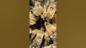 Can you guess what this photo is? Ep.148 #macro