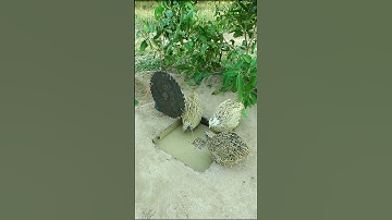 Create a Bird trap Technique - Quail trap #Amazing Bird Trap #short
