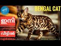 Bengal Cat | Exotic | Malayalam | Animal Factory の動画、YouTube動画。