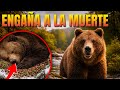El OSO PARDO tiene una de las adaptaciones más extremas | Animales Salvajes